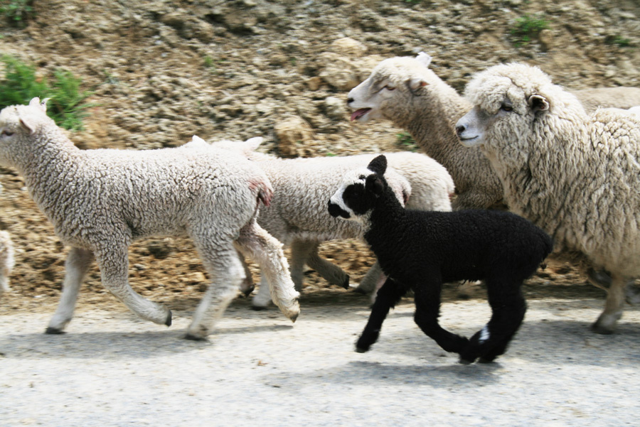 Black Sheep of New Zealand
